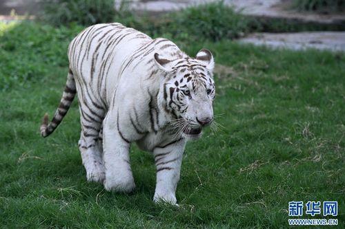 日本白虎是什么,白虎传说与神秘文化