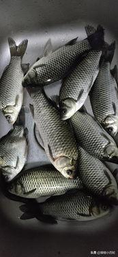 钓鱼轮视频,高效捕鱼技巧大公开