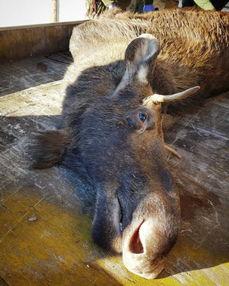 狩猎女教师无码,揭秘隐秘校园激情