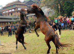广西斗马打架视频,一场激烈肢体对抗的视觉冲击