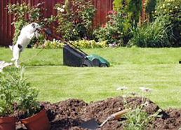 明星草坪照片,绿意盎然，星光熠熠的休闲天堂