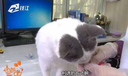 爱宠少虫在线播放,萌宠奇遇记，在线播放开启温馨冒险之旅